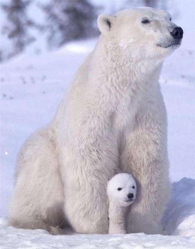 polar-bear-polar-medvedi-fotografije