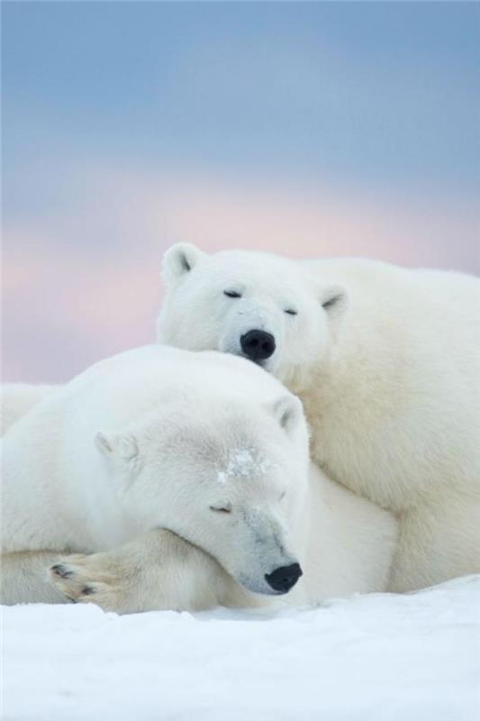 polarni medvedi-spanje-polarni medvedi