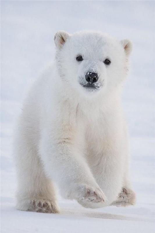 polarni medved-arktični mladič