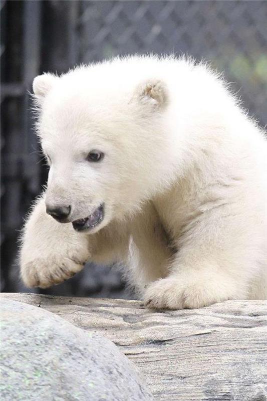polarni medved-lep-bel-medved