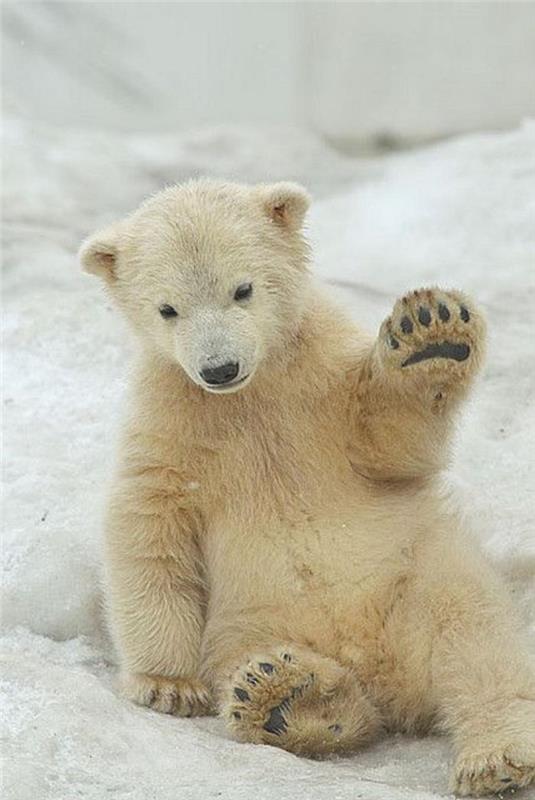 polarni medved-medved-zabava-v-snegu