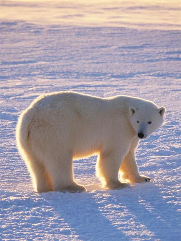 polarni medved-arktična-pokrajina-in-beli medved