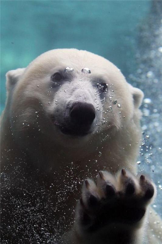 polarni medved-foto-polarni medved-veliki-akvarij