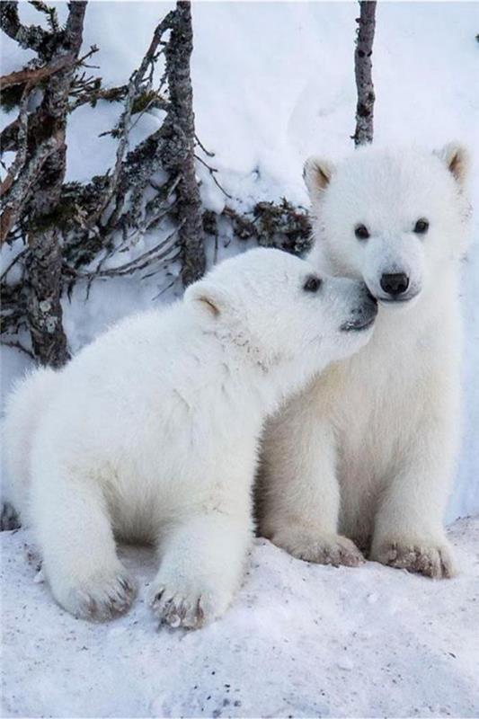 polarni medved-foto-polarni medved-mladiči