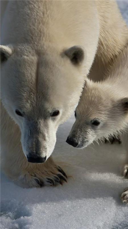 polarni medved-foto-polarni medvedi