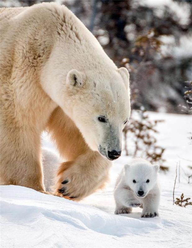 polarni medved-fotografije-prijaznih-živali