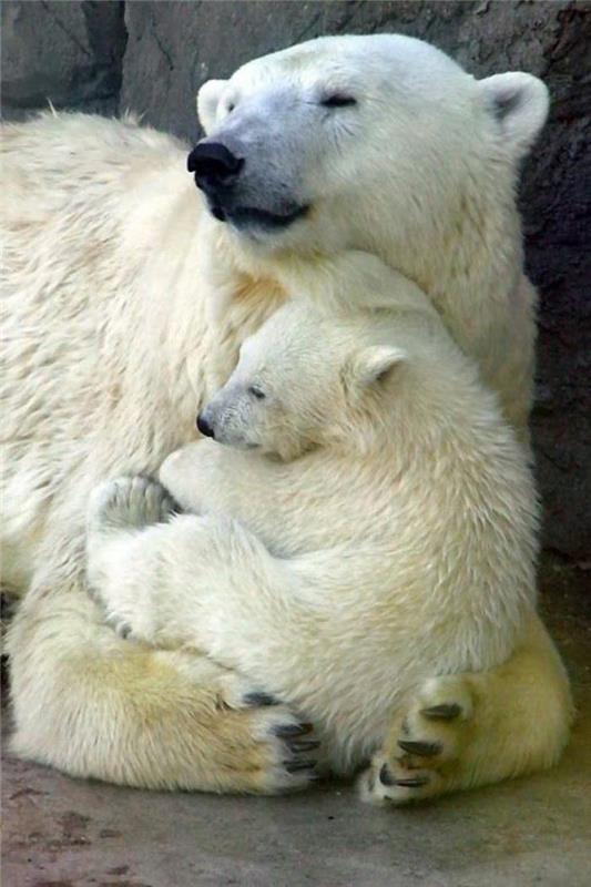 polarni medved-fotografije-polarni-medvedi-mama-in-mladič