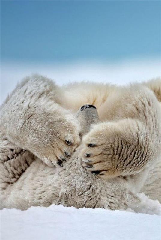 polarni medved-smešna-drža-belega medveda