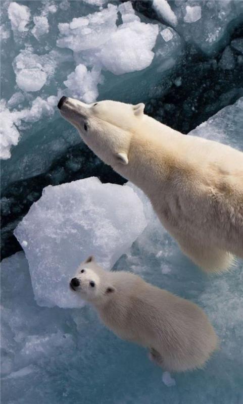 polarni medved na arktičnem ledu