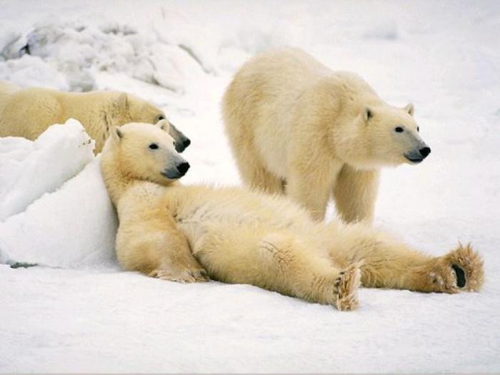 polarni medvedi-tri-polarni-medvedi-igrajo-se v snegu