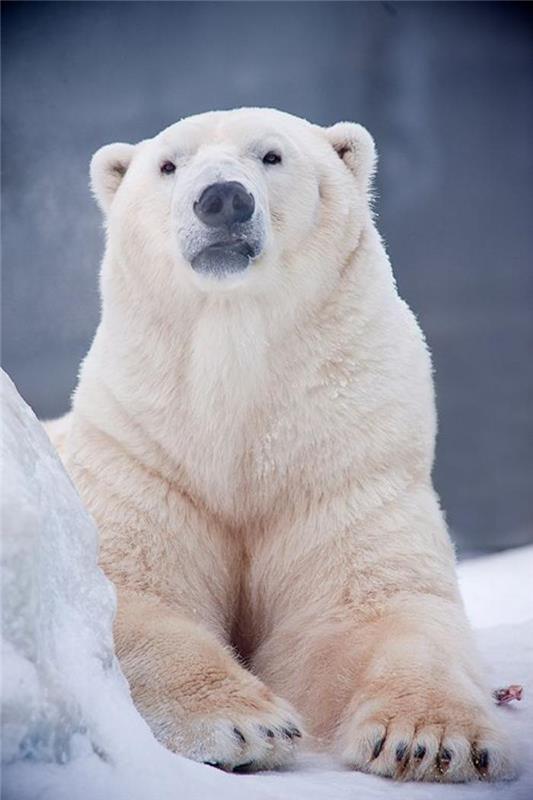 polarni medved-veliki-radovedni medved