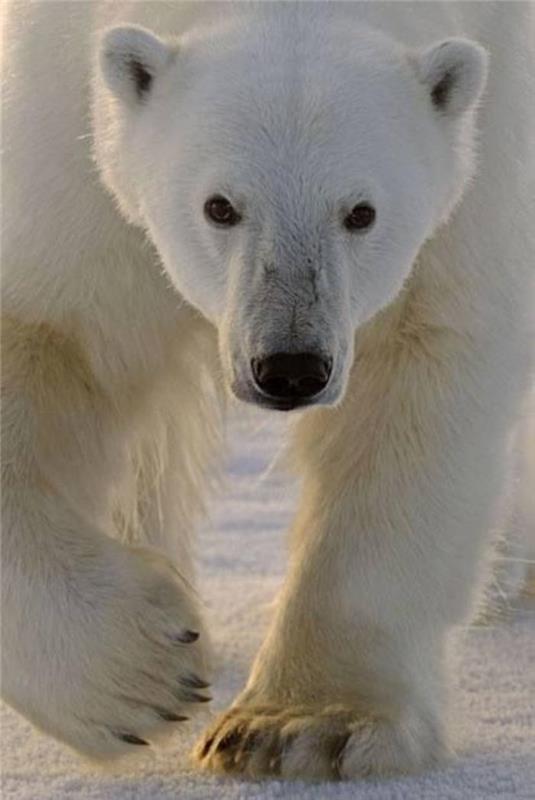 polarni medved-super-samček-beli medved