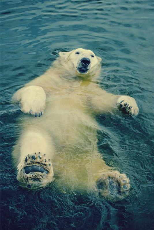 polarni medved-beli-medved-zabava-v-vodi