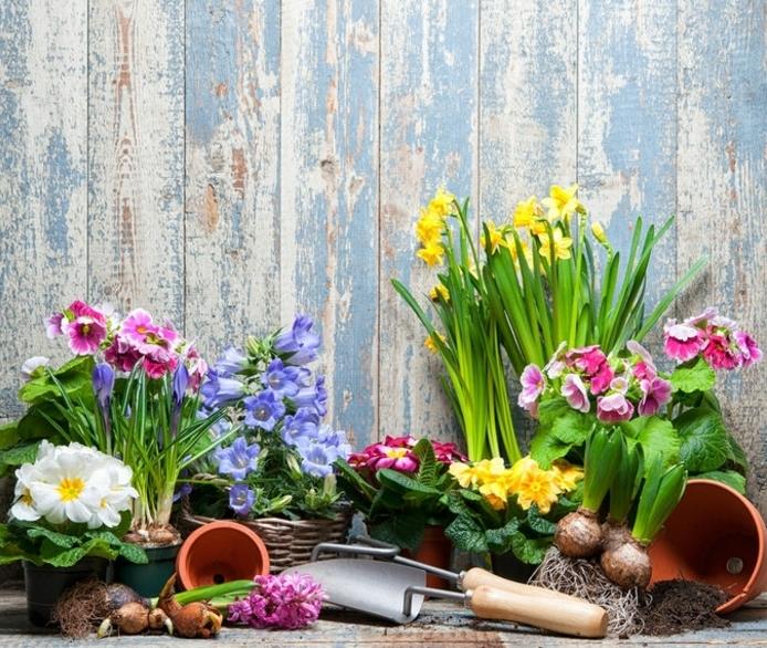 sodo apželdinimas, augalai, gėlės ir sodo įrankiai šalia tvoros, įvairių rūšių pavasariniai augalai
