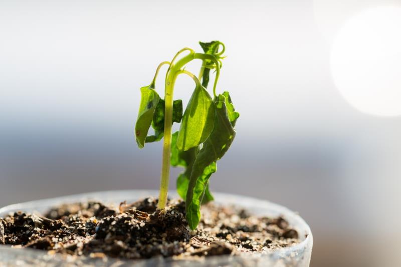 mulčiavimo nepatogumai mažas ligotas augalas vazonėlyje
