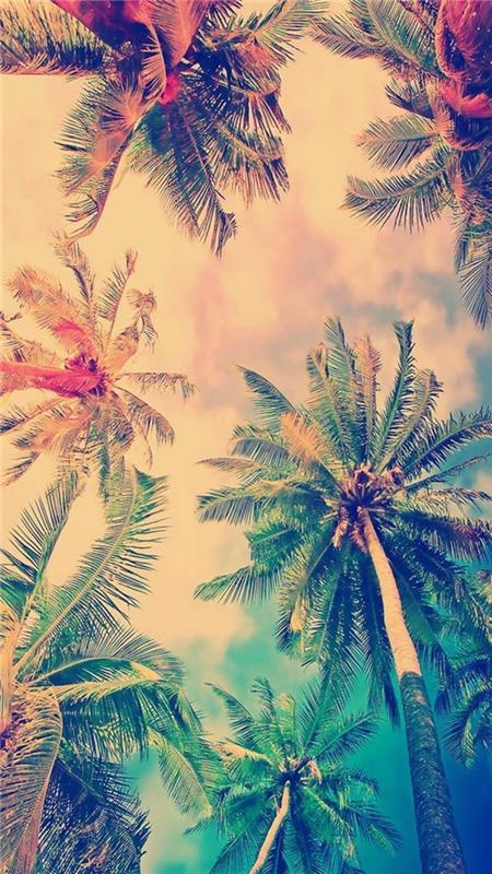 arka planda palmiye ağaçları, turuncu ve turkuaz gökyüzü, motivasyonel iphone duvar kağıdı