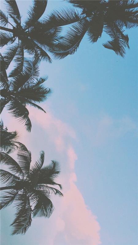Hücre başına sfondo, fotografia di palme, cielo colore blu
