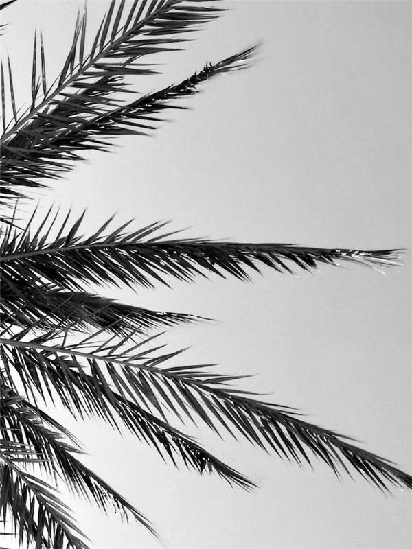 Palmovi listi na nebu, črno -bele fotografije, elegantna enobarvna slika za zaslon
