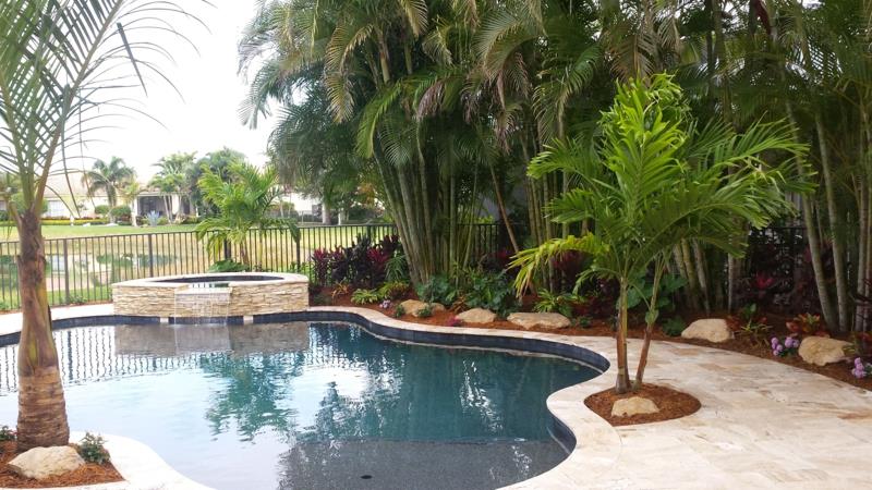 palma okoli bazena palma v bližini bazena