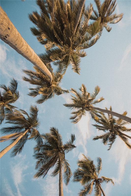 Uzun palmiye ağaçları doğa görüntüsü, cennet manzarası, Kaliforniya'da yaz görüntüsü, mavi gökyüzü ve palmiye ağaçları