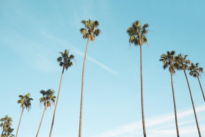 Kaliforniya palmiye ağaçları, gök mavisi Kaliforniya, doğa görüntüsü, cennet gibi manzara, güzel yaz görüntüsü