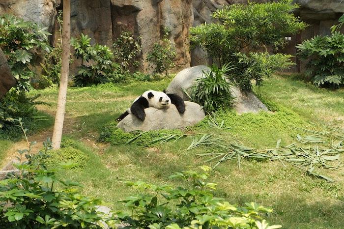 Panda yazın çok tembel, yeşillik duvar kağıdı tumblr, manzara resmi, manzara duvar kağıdı