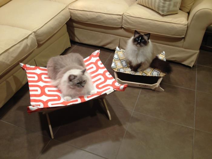 pigiai katės krepšelis-pigus-kačių krepšelis-kačių gyvenimas-ant žemės
