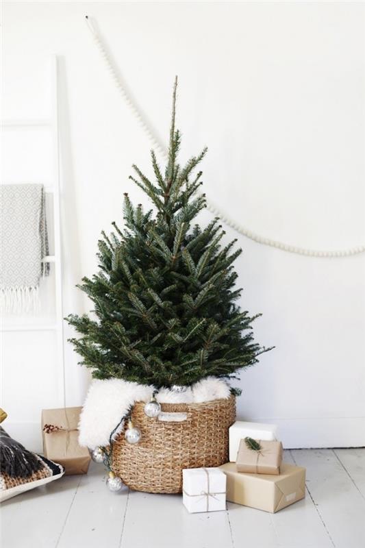 beyaz ahşap parke ile beyaz bir oturma odasında minimalist Noel ağacı dekorasyonu, kabarık ekose ile dokuma bir sepet içinde Noel ağacı