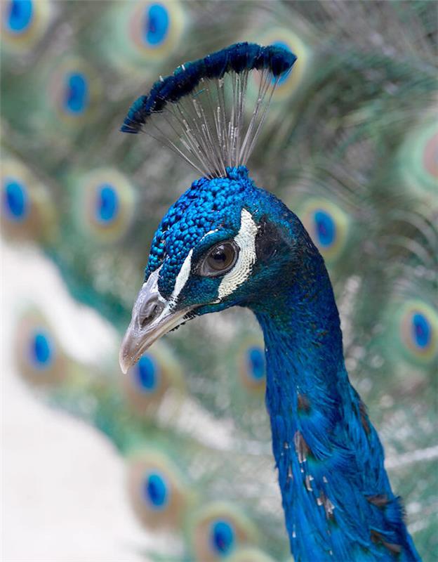 blizgi mėlyna povo galva, natūrali povo mėlyna spalva, mėlynas povas ir spalvingas paukštis