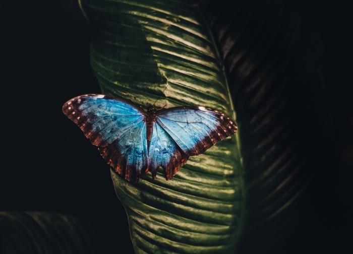 gražiausi tapetai, drugelio nuotrauka su turkio spalvos mėlynais sparnais su rudais kontūrais su baltais taškeliais ant žalio lapo