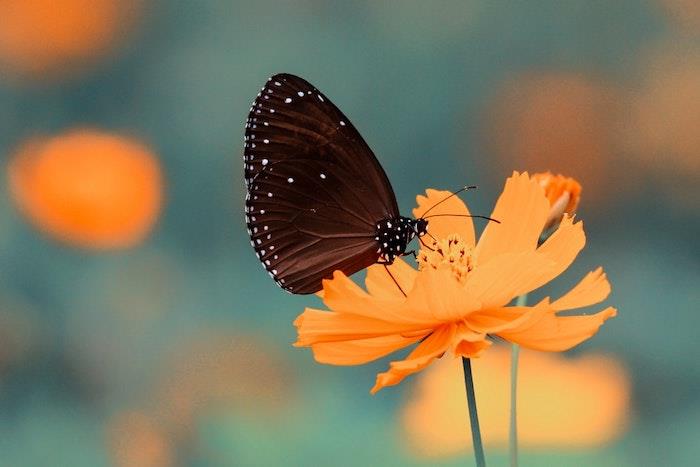 Metulj na oranžnem cvetu, pokrajinska ozadja, pomladna podoba, lepota narave, lepota metuljev