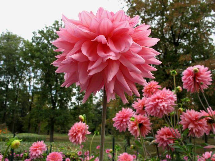 parc-floral-de-vincennes-belles-dahlias-roses