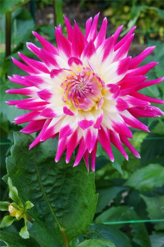 park-floral-of-vincennes-dahlia-rose-au-bois-deVincennes