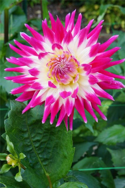 park-çiçek-vincennes-dahlia-rose-au-bois-deVincennes