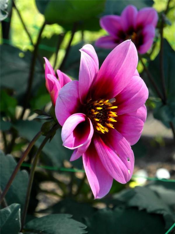 parc-floral-de-vincennes-dahlia-color-lila-sergi-des-dahlias-in-Paris