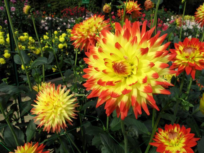 parc-floral-de-vincennes-sarı-dahlia-dahlias-yarışması