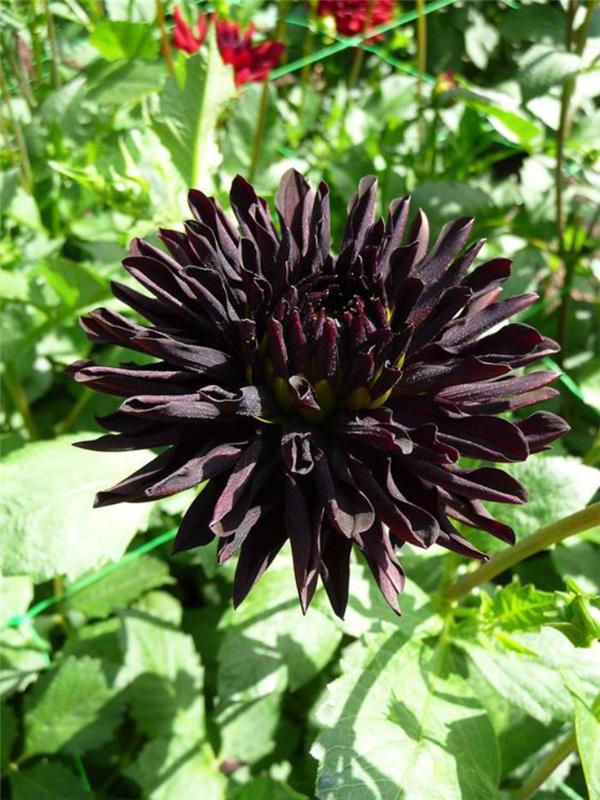 parc-floral-de-vincennes-siyah-dahlia-in-the-parc-vincennes