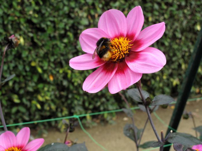 parc-floral-de-vincennes-dahlia-gül-ve-arı