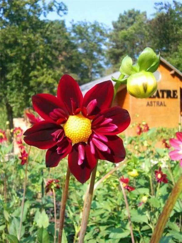 parc-floral-de-vincennes-kırmızı-dahlia-in-parc-de-Vincennes