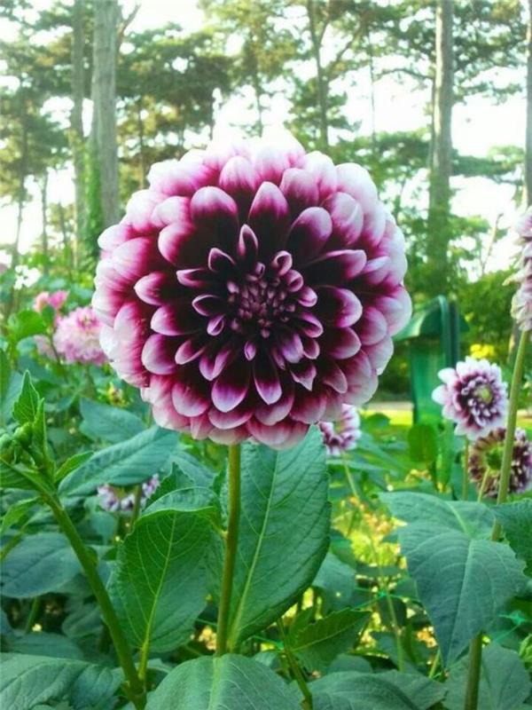 parc-floral-de-vincennes-dahlias-lilac-fotoğraf