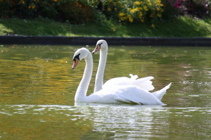 Parc-floral-de-vincennes-des-cygnes-in-the-parc-de-Vincennes