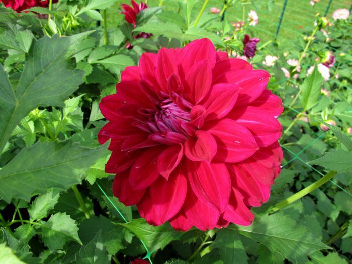 parc-floral-de-vincennes-razstava-dahlias-in-the-floral-park