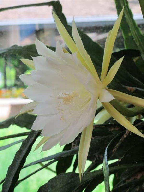 parc-floral-de-vincennes-blooming-white-flower