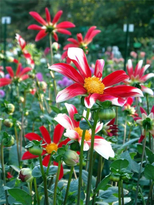 vincennes-floral-park-vrtovi-in-gredice-v-Bois-de-Vincenne