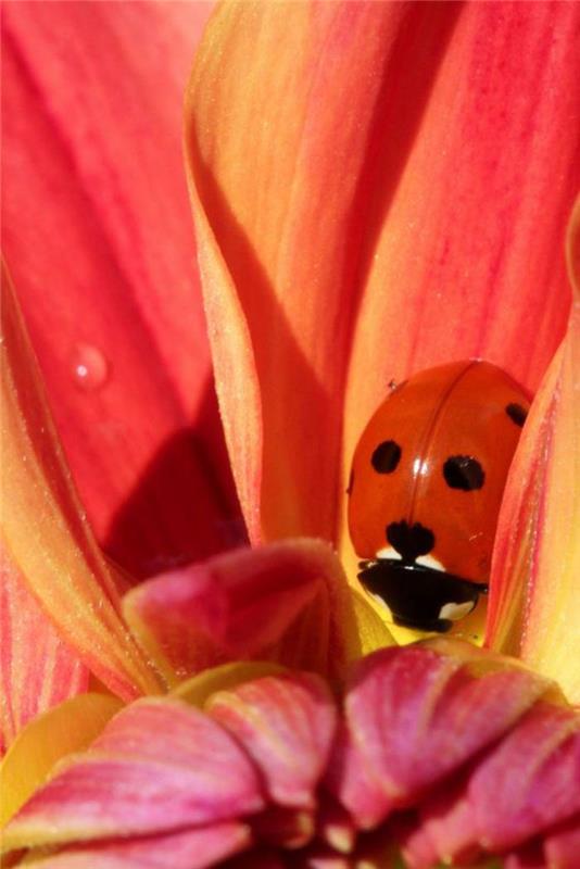 parc-floral-de-vincennes-joli-dahlia-ve-uğur böceği