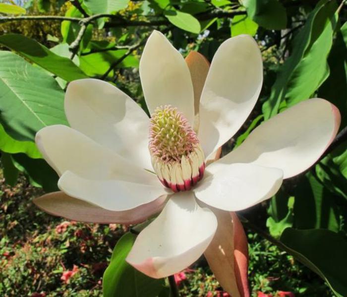 parc-floral-de-vincennes-jolie-flower-in-the-garden-Vincennes