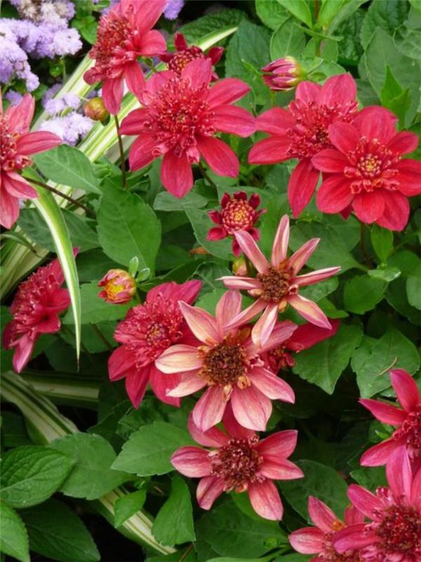 park-floral-of-vincennes-pretty-flowers-in-the-forest-of-Vincennes