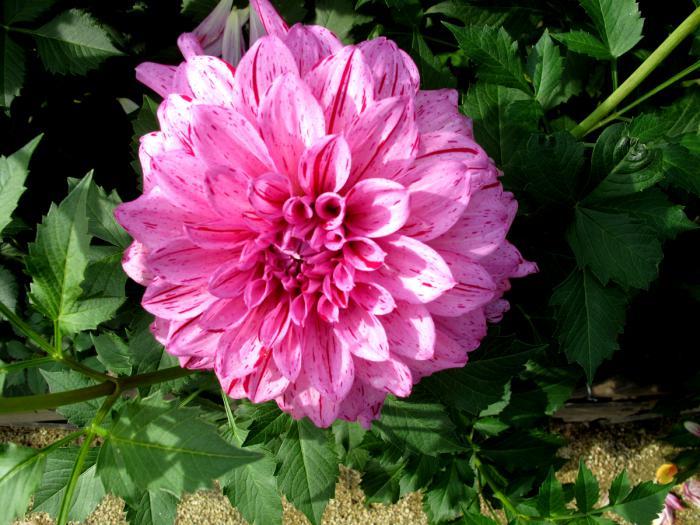 park-floral-of-vincennes-the-beauty-of-flowers-dahlias