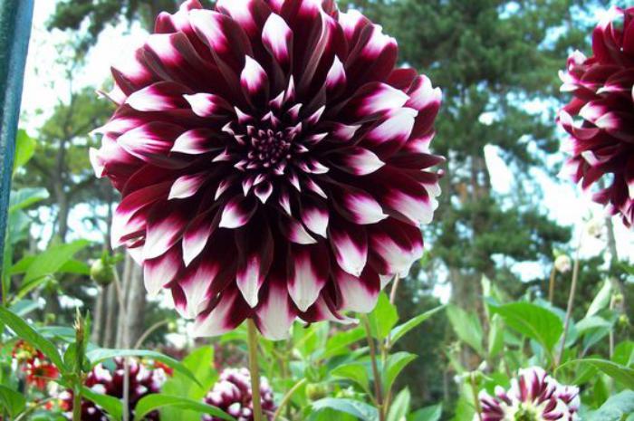 parc-floral-de-vincennes-le-dahlia-pourpre