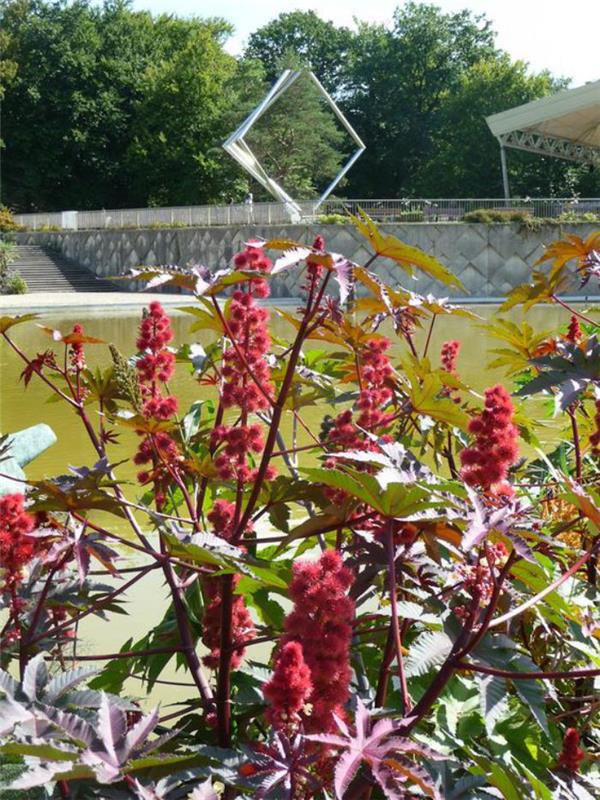 park-çiçek-vincennes-the-büyük-ricins-de-Vincennes